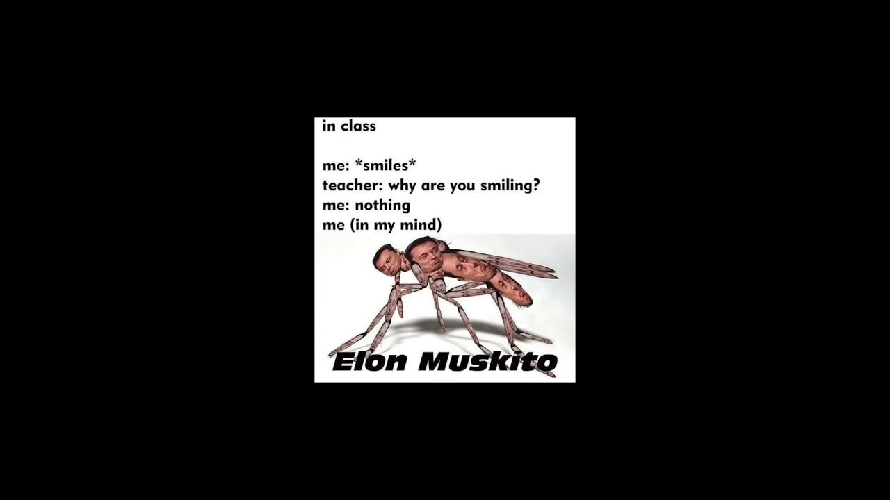 The Muskito - YouTube