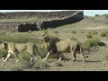 Karoo National Park Lions - Nov 2012