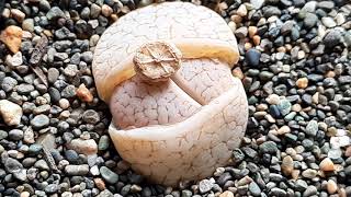 Growing Lithops - Tips on Watering