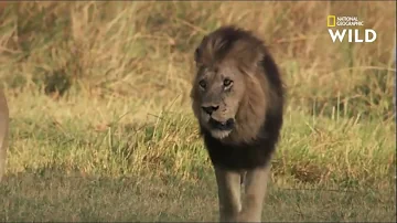 Quel animal fait une parade nuptiale ?