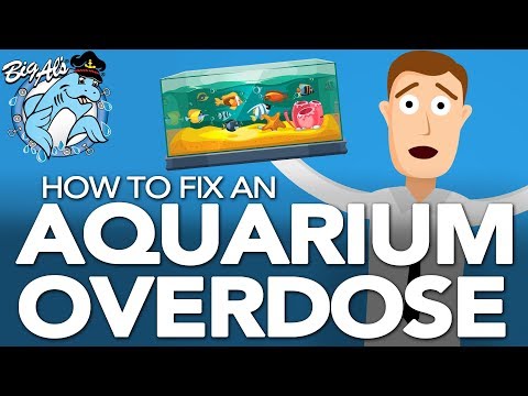 Overdosed Your Aquarium? Do THIS Right Away | BigAlsPets.com