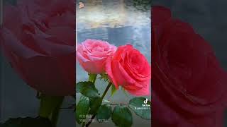 좋은 하루되세요 🌄☕🌹💖
