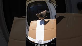 funny bird trying to get the pakage