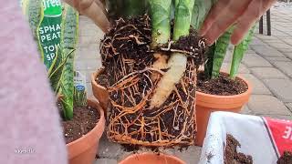 Repotting Root-bound Snake Plants