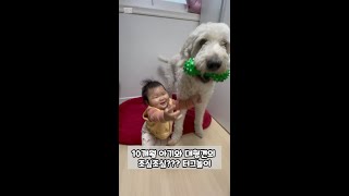 아기와 강아지의 조심조심 터그놀이 #아기 #강아지