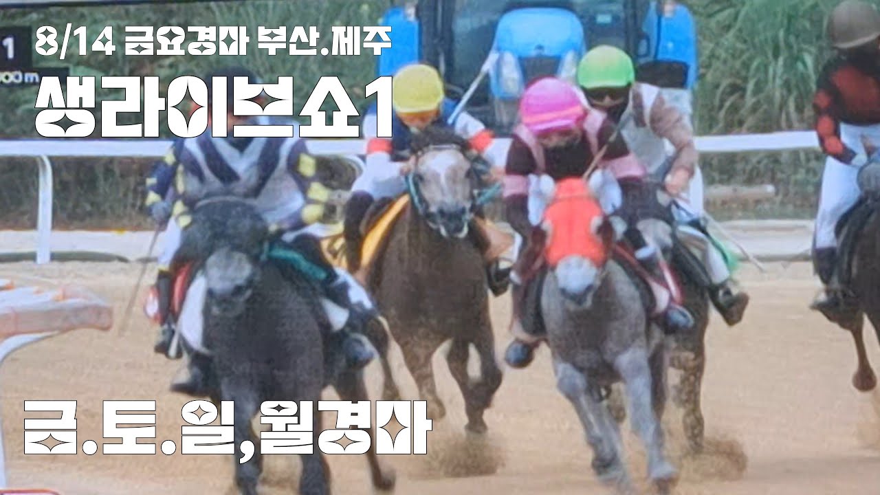 금요경마 잘하면 한판도 못마추겠네! (부산.제주 생라이브쇼1)