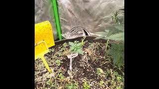 Learn as you grow episode 1