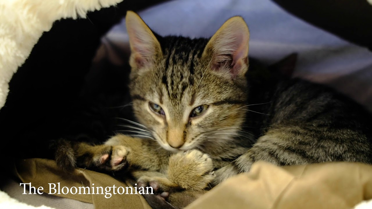 Kittens available for adoption at the Bloomington Animal Shelter YouTube