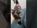 まーちゃんおはよ　#shorts #cat #猫 #猫のいる暮らし #ねこ #サビ猫