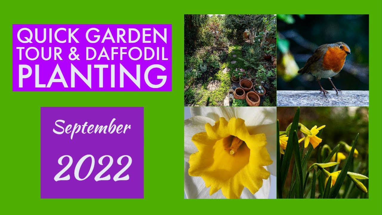 Quick Garden Tour & Daffodil Planting September 2022 YouTube