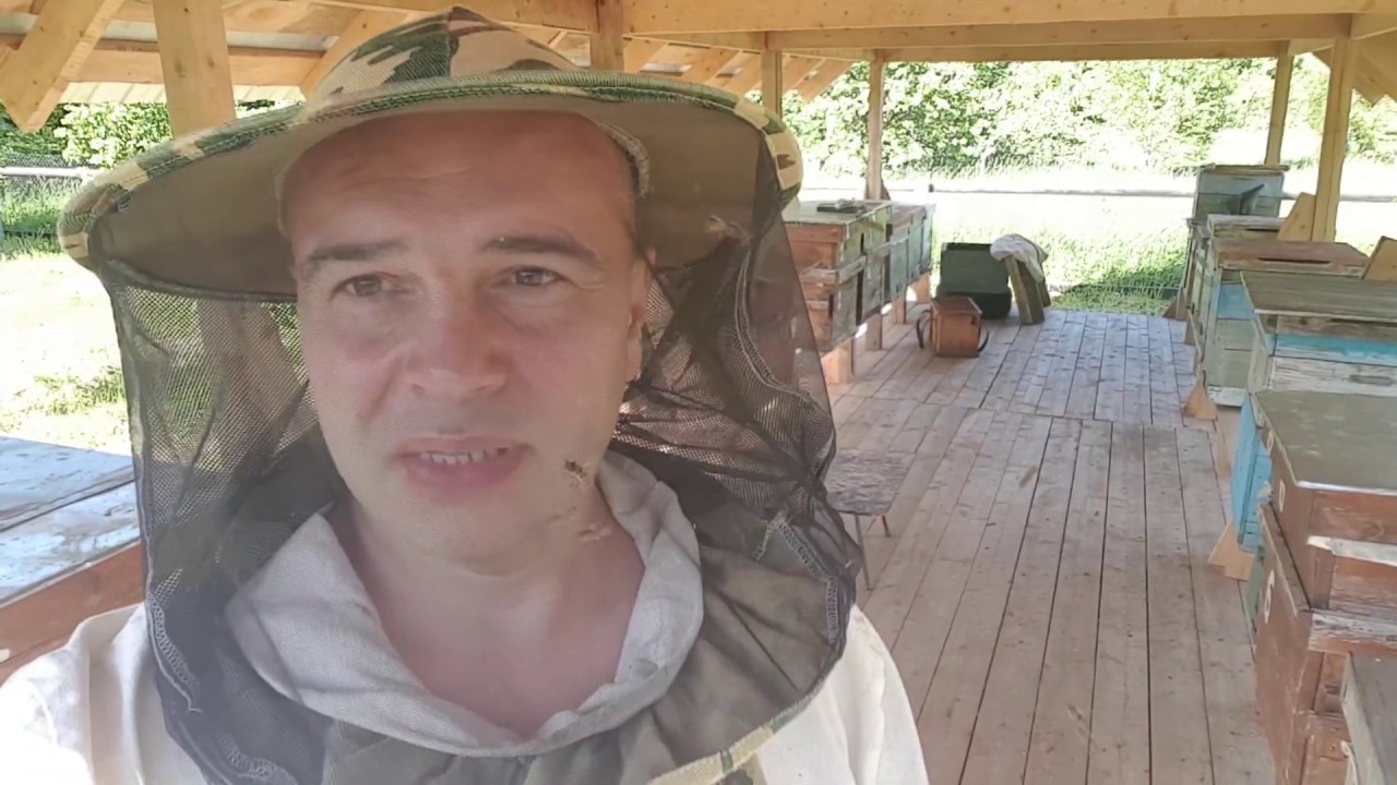 СР пчела рулит / Что с мёдом? - YouTube