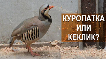 Отличие кеклика от красной куропатки. Птичий парк Сергея Абрамова.