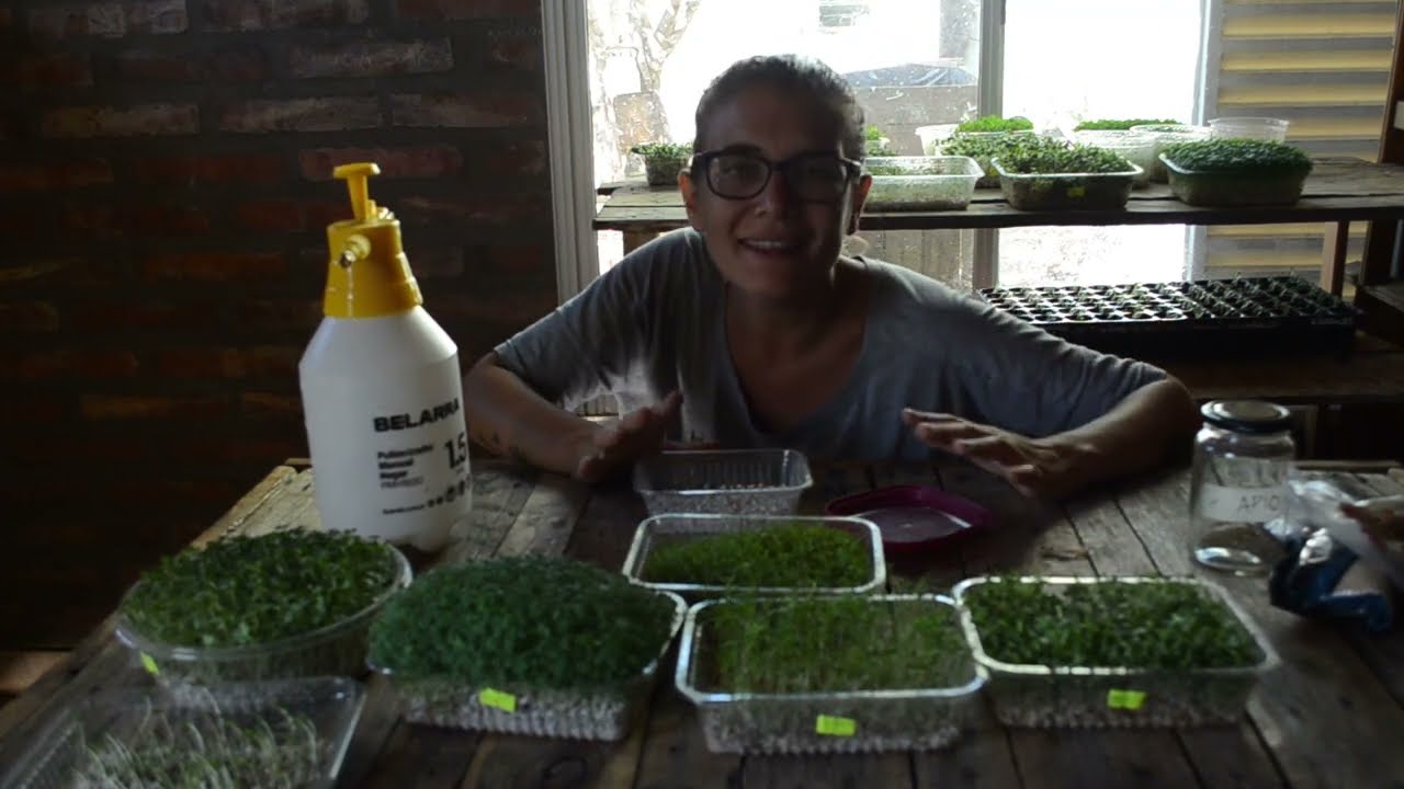 MICROGREENS🌱 guía completa para su cultivo⬇️⬇️⬇️ los #15 mejores datos!