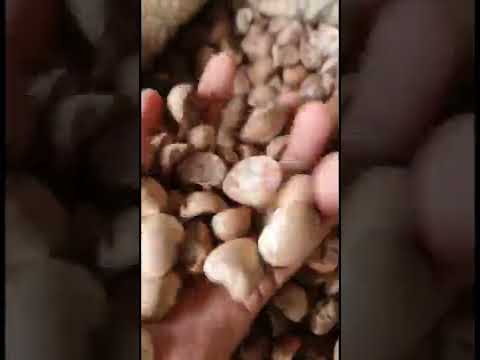 Betel Nut Supplier