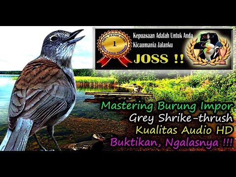 Grey Shrike-thrush Song – Best HD AUDIO (Colluricincla harmonica) Therapy & Bird Mastering