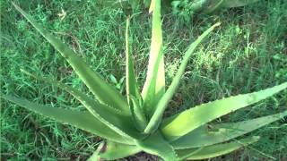 Aloe Vera Plant | Garden House Or Office Decor Plants Picture Collection