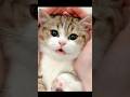 The Cuties Cats Ever😍🐱#cute  #shorts #animalshorts #catshorts