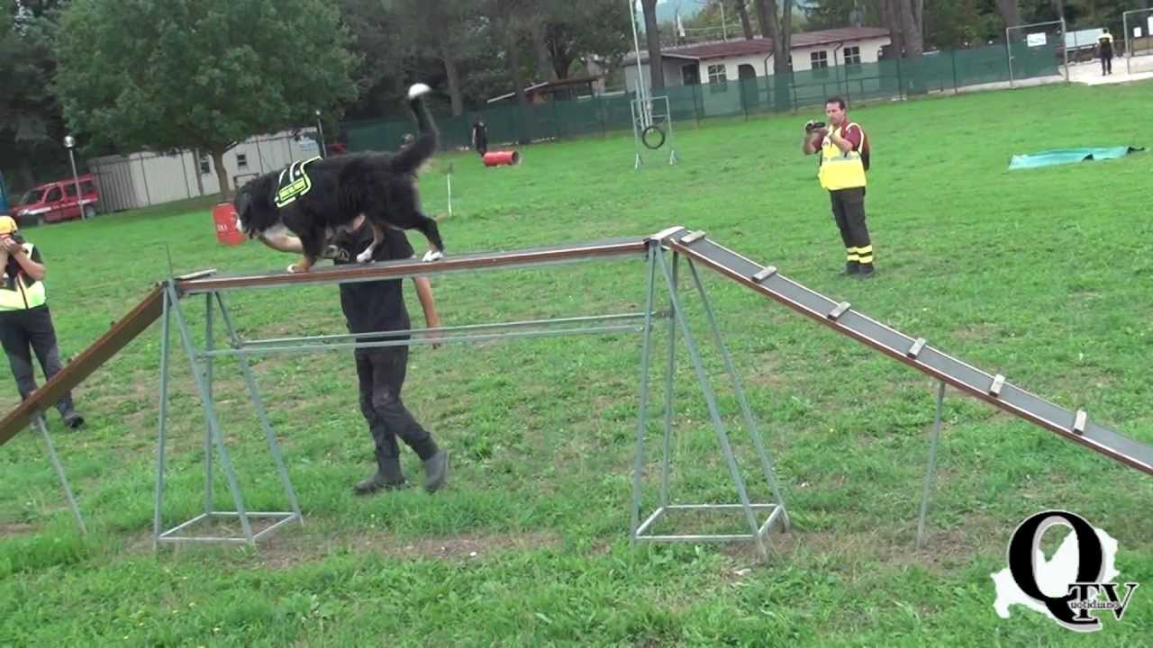 Unità cinofila dei Vigili del Fuoco