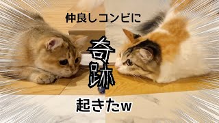 超仲良しの猫たちが可愛すぎる軌跡を起こしましたw