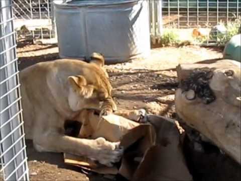 diablo 3 season 17 Forever Wild Exotic Animal Sanctuary-Gyspy 11- 22- 2011