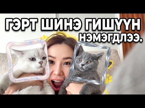 TACO ДҮҮТЭЙ БОЛЛОО😻🐈🐈‍⬛