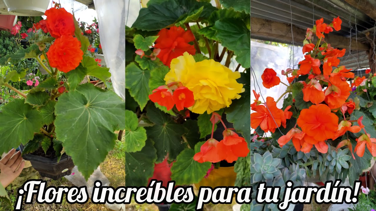 BEGONIAS TUBEROSAS : 👉SECRETO👈 para eliminar HONGOS y mantener una extrema FLORACIÓN😍