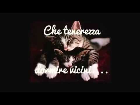 Buonanotte A Tutti Gli A Mici