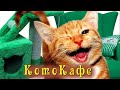 КотоКафе 29. «Он немного того, Котик – аутист, но хороший!» - Настя вытащила Игоря из-под дивана