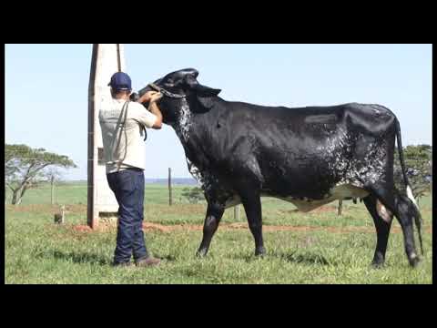 LOTE  060- LEILÃO SITIO MONTE ALEGRE - NELSON ARIZA