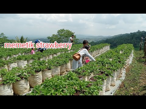 Gambar kebun strawberry di Temanggung
