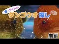 海のアイドル「ダンゴウオ」探し！【前編】