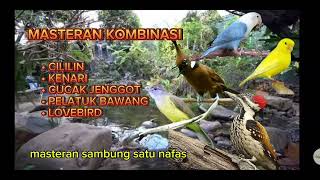 MASTERAN KOMBINASI 🔴 masteran murai batu 1 nafas cililin sambung kenari‼️