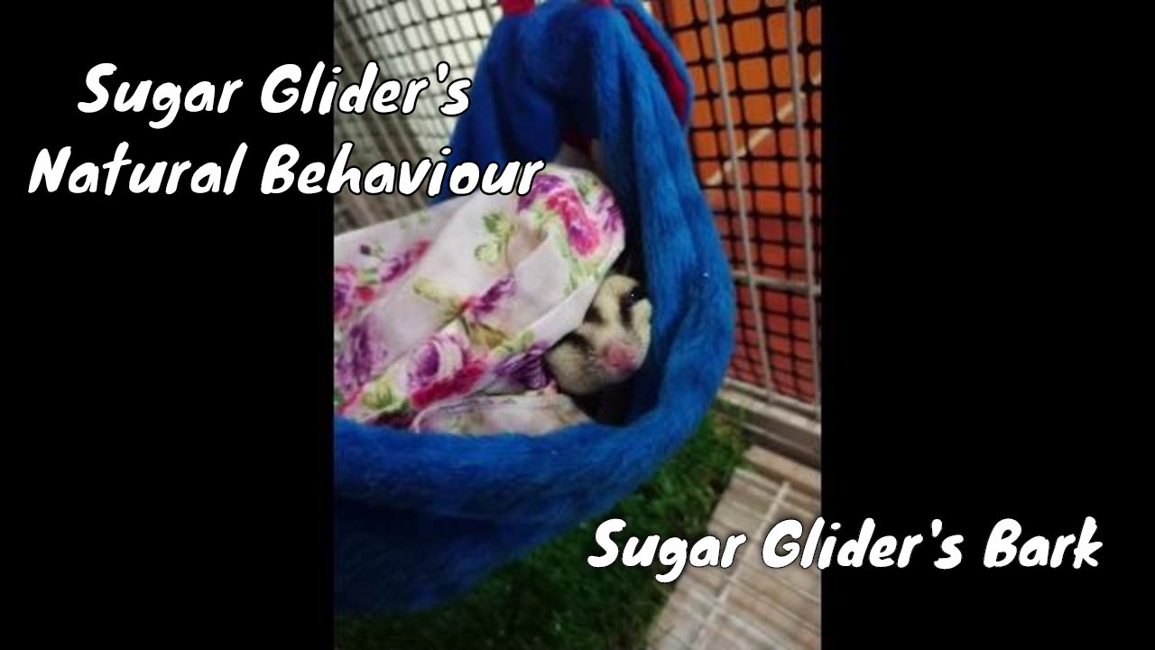 sugar glider flossing