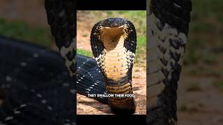This Snake Can Kill in Seconds… 🐍 #snake #wildlife #animals #nature #shorts