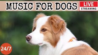 [LIVE] Dog Music🎵Relaxing Calming Music for Dogs🐶🎵Cure Separation Anxiety Music for Dogs💖Dog Sleep🔴1