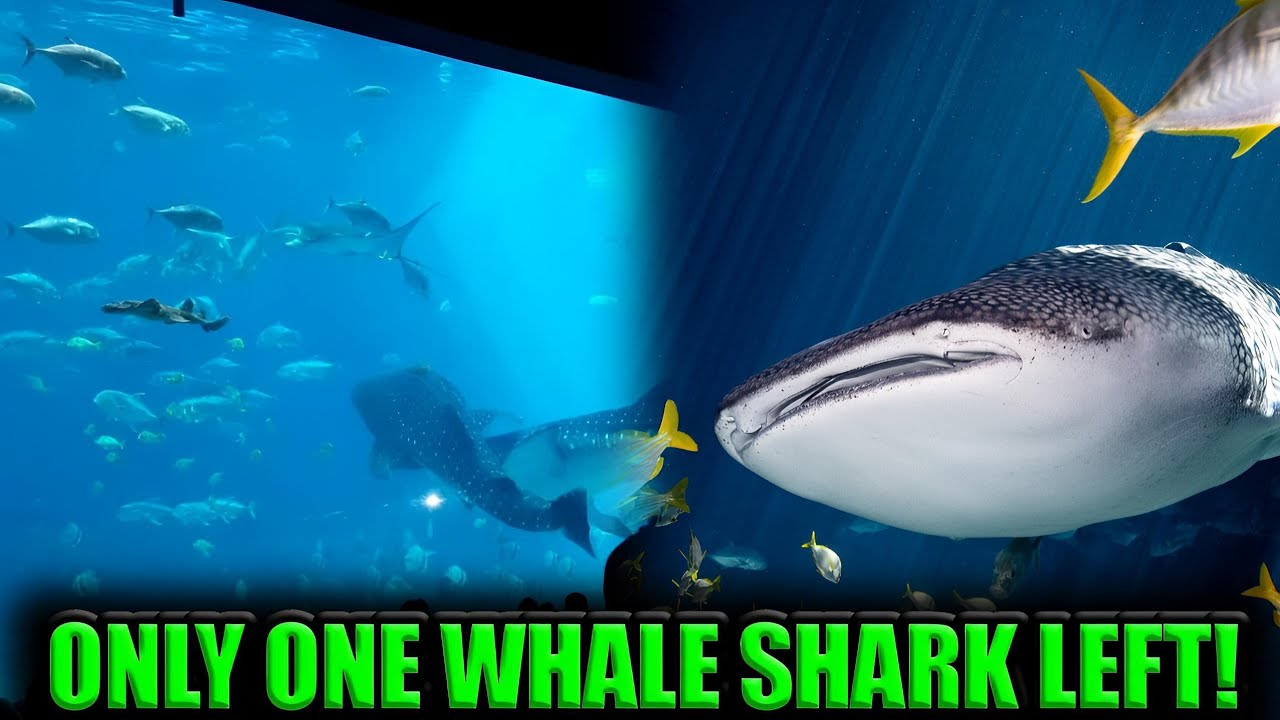 How Many Whale Sharks Are At Georgia Aquarium YouTube how-many-whale-sharks-are-at-georgia-aquarium-youtube