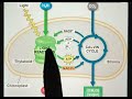 Chloroplast.... photosynthesis site by Supesh Mam 