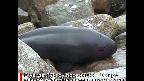 Спасен речной дельфин, заплывший на мелко | CCTV Русский