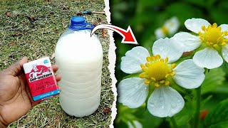 Use this Homemade Fertilizer when your Strawberry Plants Are Not Producing Flowers or Fruits