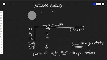 The Insular Cortex: Anatomy