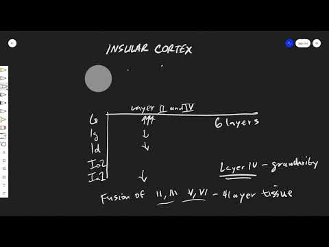 The Insular Cortex: Anatomy