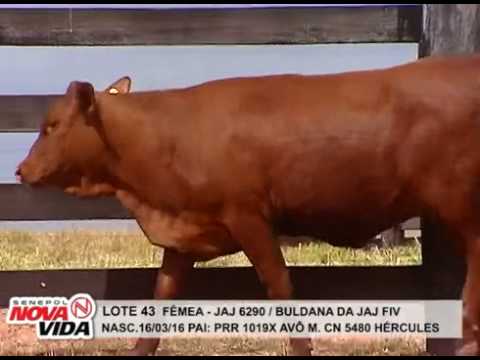 LOTE 43 Novilha Buldana da JAJ FIV