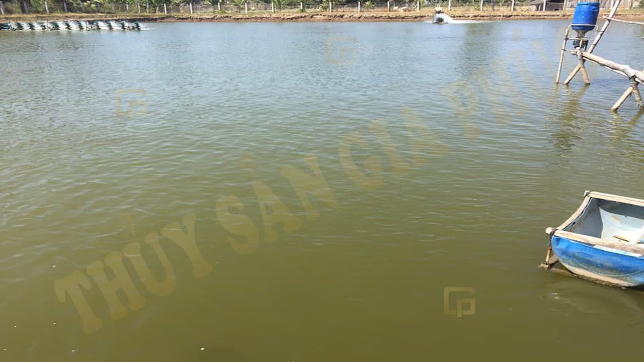 CẮT TẢO LAM, XỬ LÝ NHỚT BẠT, GÂY MÀU TẢO KHUÊ SAU 2... - youtube
