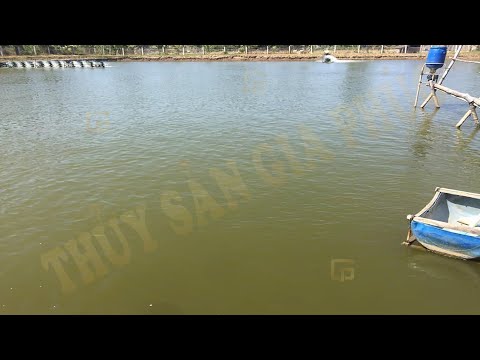 Video CẮT TẢO LAM, XỬ LÝ NHỚT BẠT, GÂY MÀU TẢO KHUÊ SAU 2... - youtube