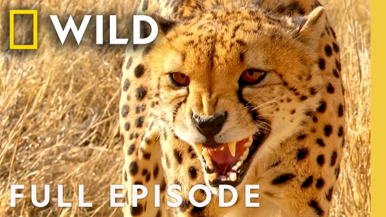 Nature’s Hidden Weapons | World’s Deadliest Creatures Compilation | Nat Geo Wild – Documentary