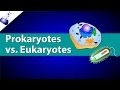 Prokaryotic vs eukaryotic cells