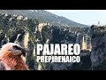 PAJAREO PREPIRENAICO: observación de aves en Pirineos