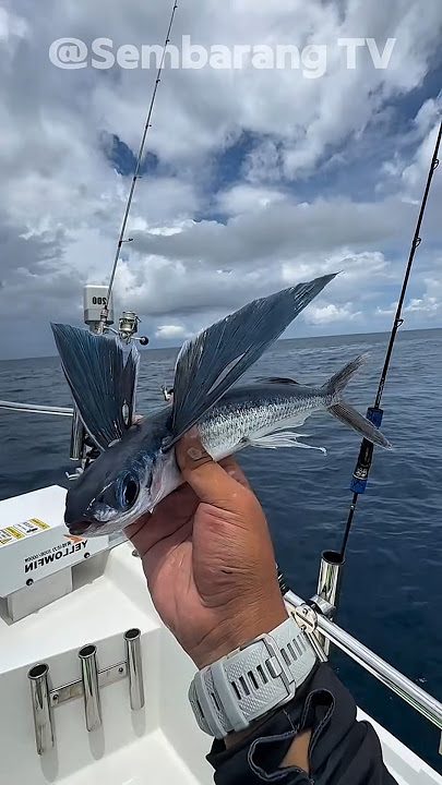 ikan terbang Indosiar #shorts #animals #hewanlucu