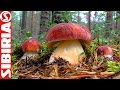 Тихая охота за белыми грибами