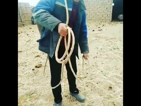 калмыкия калмычка. шалмы. зеленая чалма. калмыки ойраты. тэшиг монголия.